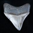 Beautiful And Glossy Inch Megalodon Tooth #1671-1